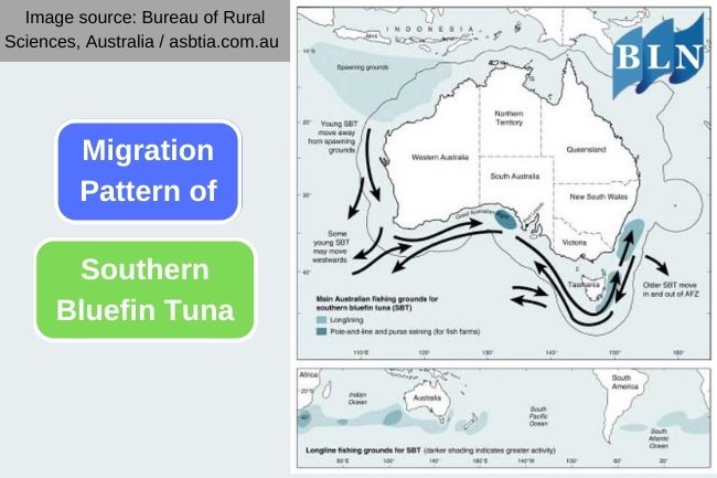 Tracking the Seasonal Migration of Southern Bluefin Tuna